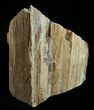 / Tall Free-Standing Petrified Wood Specimen #6397-4